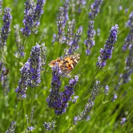 Feelhvar Along Bluelagoon *